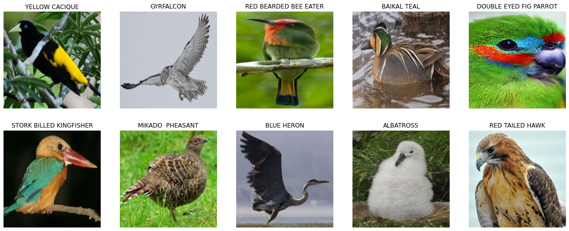 Ten birds of the Dataset