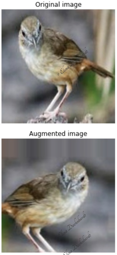 Augmented Birds