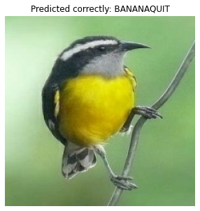 Bananaquit