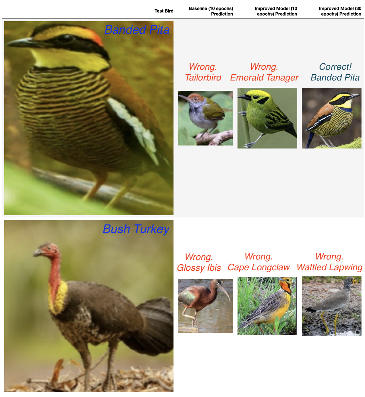 Birds Categorised: Baseline vs Improved Model
