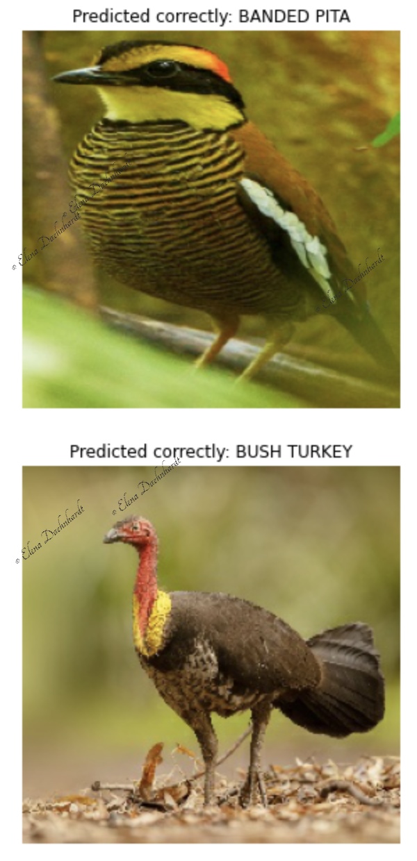 Bird Species Predictions with Feature Extraction