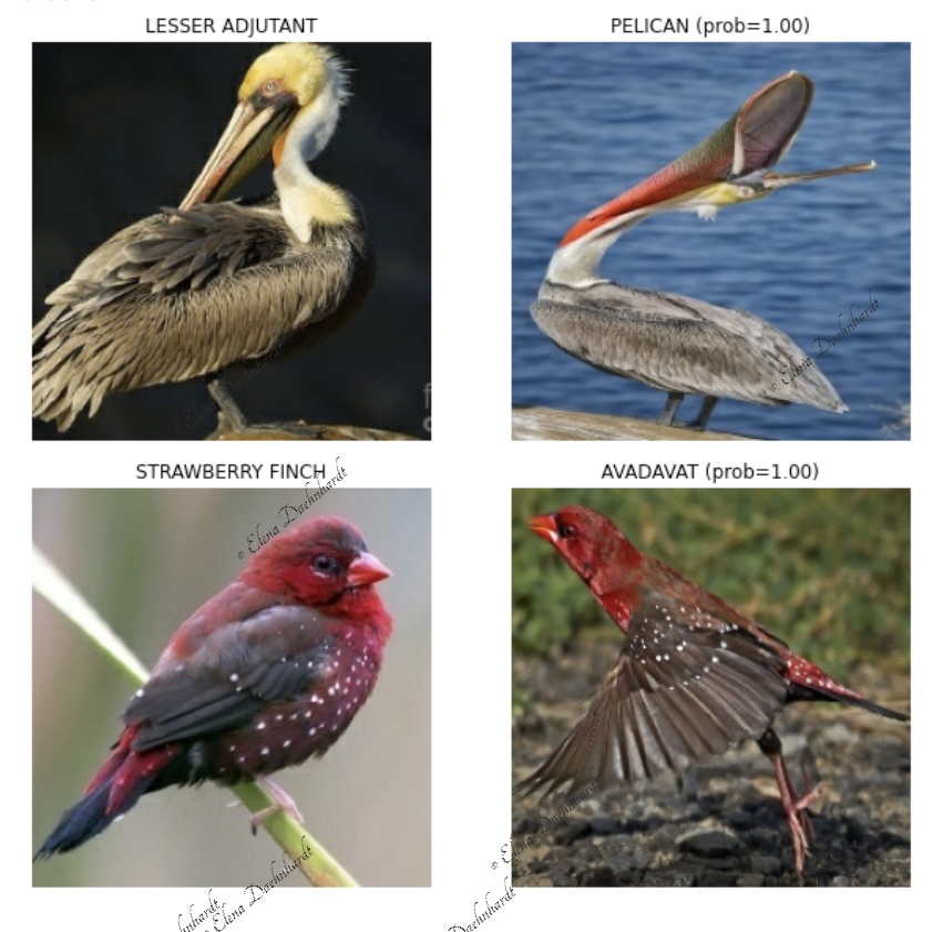 Wrongly Predicted Bird Species