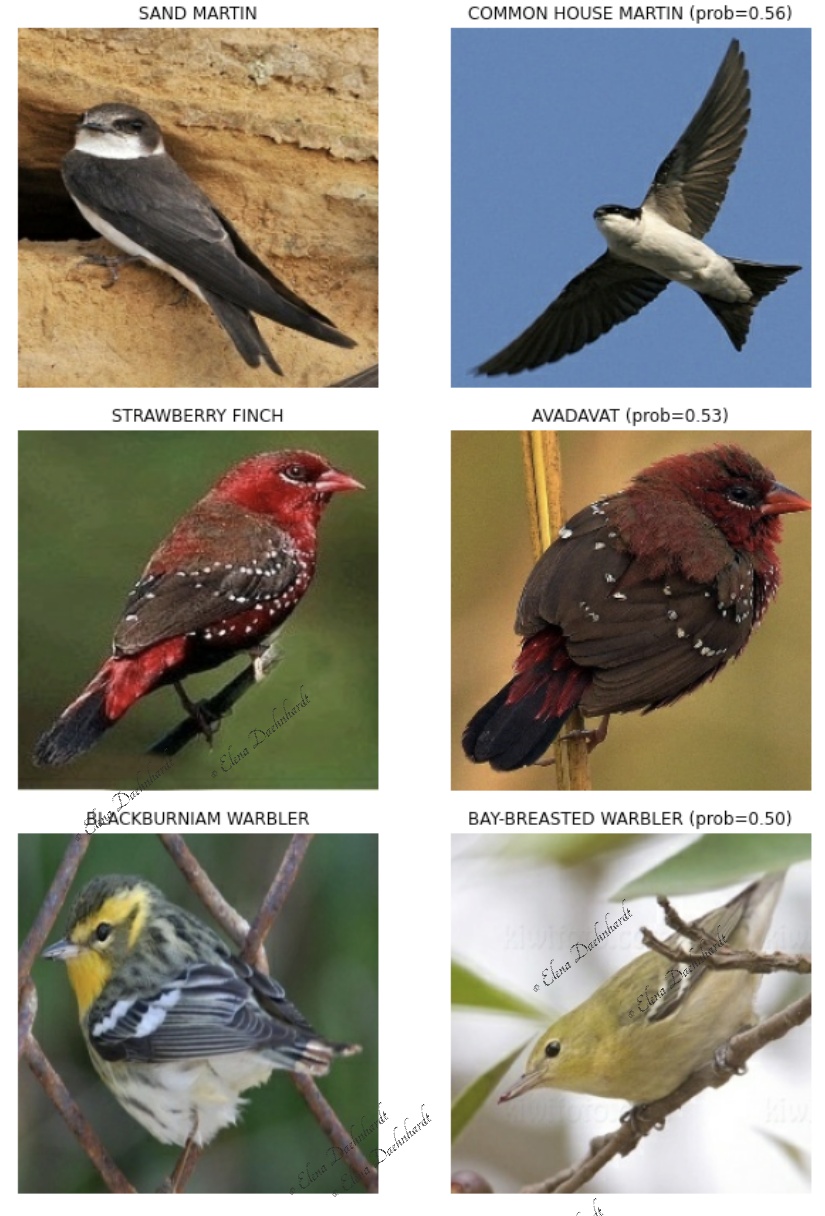 Wrongly Predicted Bird Species