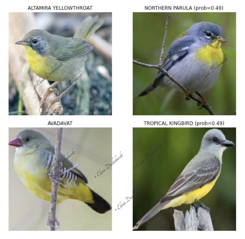 Wrongly Predicted Bird Species