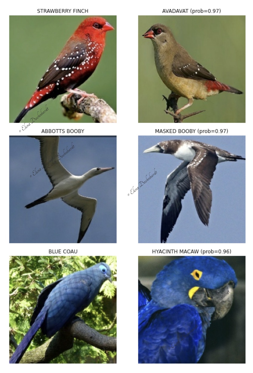 Wrongly Predicted Bird Species