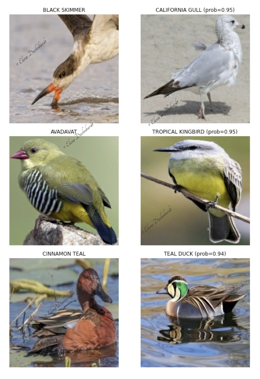 Wrongly Predicted Bird Species