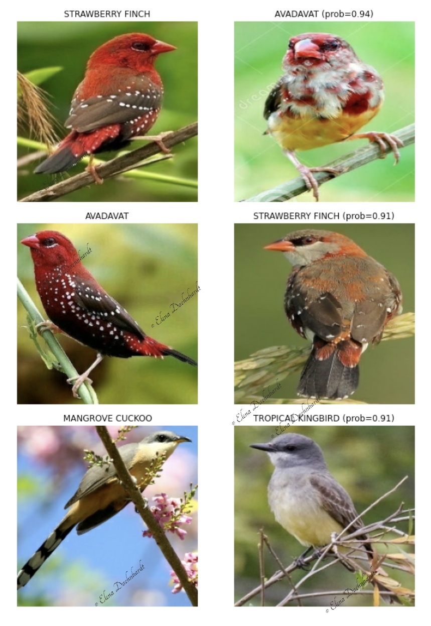 Wrongly Predicted Bird Species