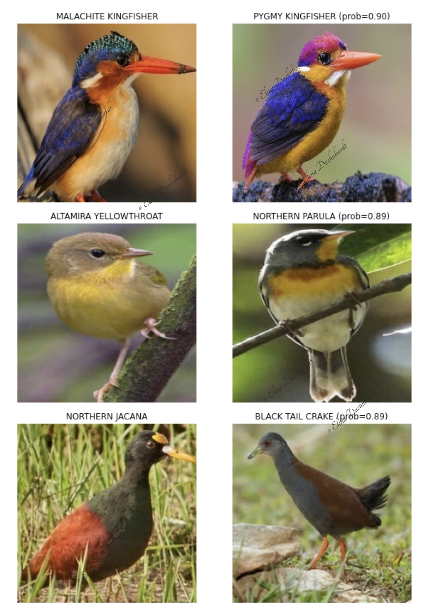 Wrongly Predicted Bird Species