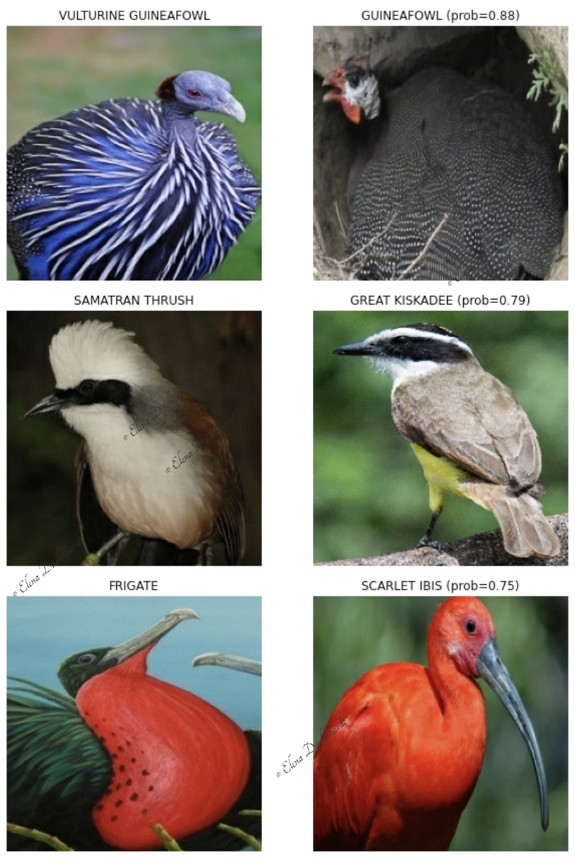 Wrongly Predicted Bird Species