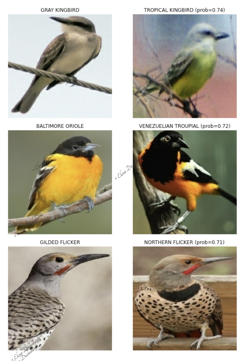 Wrongly Predicted Bird Species