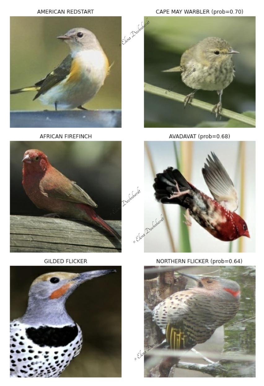 Wrongly Predicted Bird Species