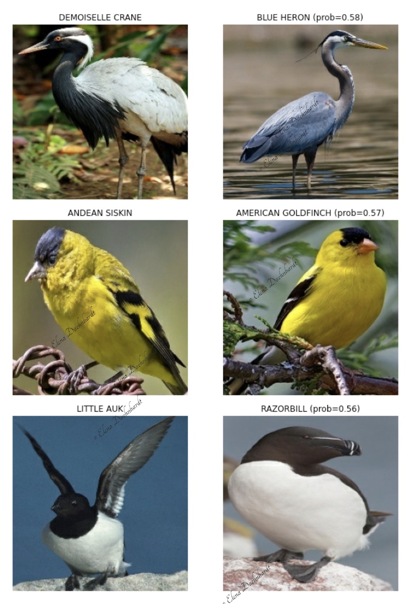 Wrongly Predicted Bird Species