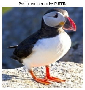 Puffin