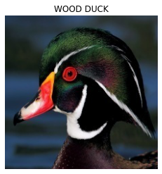An Image of Wood Duck