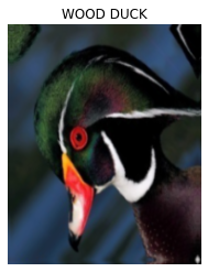 An Augmented Image of Wood Duck