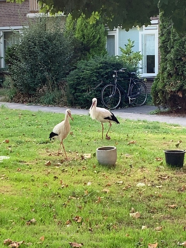 Storks having a walk